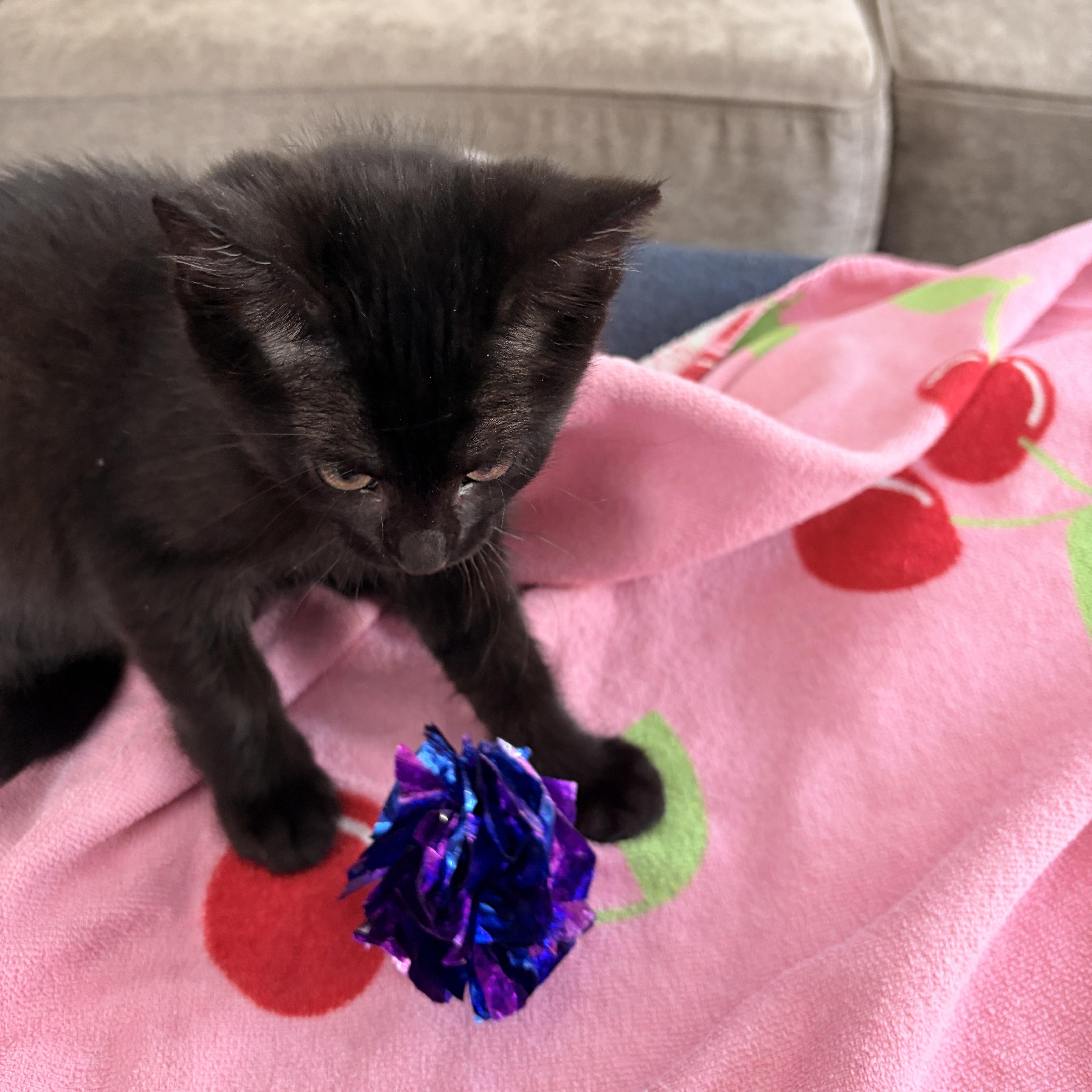 A baby small-sized female Black Domestic Short Hair cat named Malibu for adoption in Seaford, NY