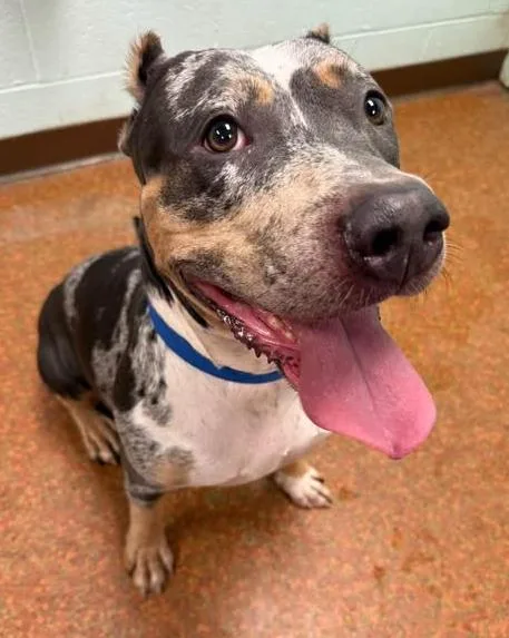 An adult medium-sized female Catahoula Leopard Dog dog named Dolly for adoption in Euclid, OH