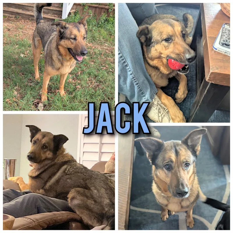 An adult large-sized male German Shepherd Dog dog named Jack for adoption in Bastrop, TX