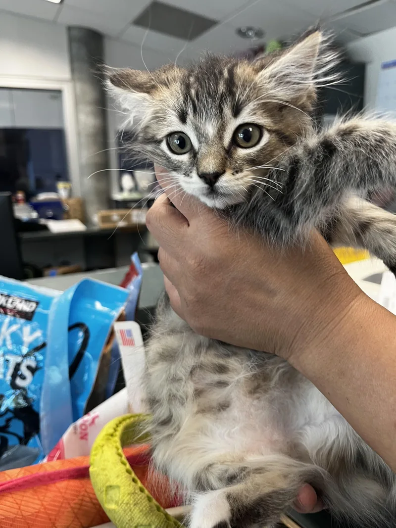 A baby small-sized female Domestic Short Hair cat named Bertha for adoption in Chatsworth, CA