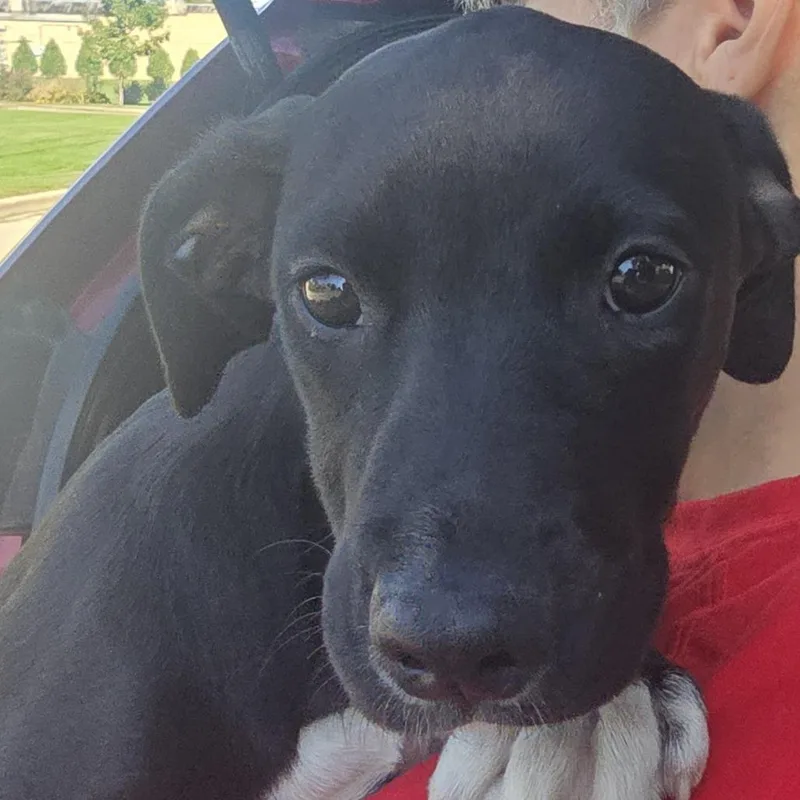 A baby medium-sized female Labrador Retriever dog named Pistachio for adoption in Joliet, IL