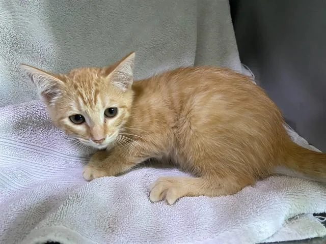 A baby small-sized female Domestic Short Hair cat named Citrus for adoption in Baldwin Park, CA