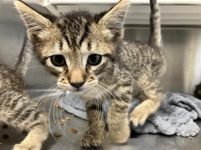 A baby medium-sized male Domestic Short Hair cat named Bryan for adoption in Tustin, CA