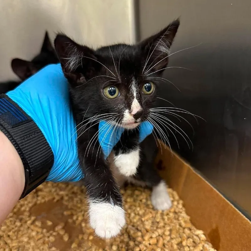 A baby small-sized female Black Domestic Short Hair cat named Jellybean for adoption in Bastrop, TX