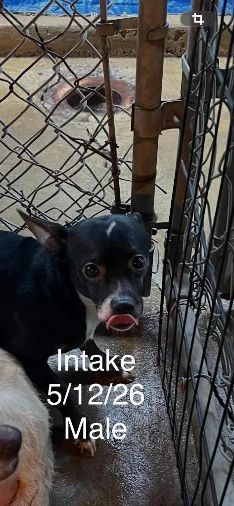 A young small-sized male Chihuahua dog named Piccolo for adoption in Newman, CA