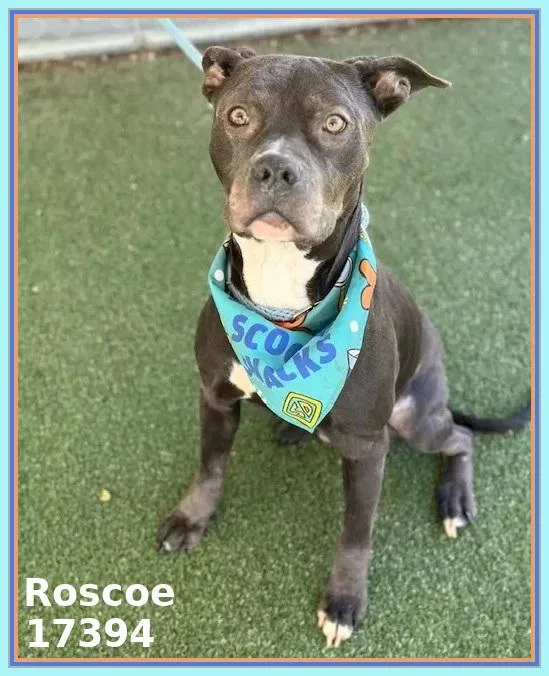 Roscoe thumbnail 3