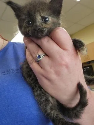 A baby small-sized female Domestic Short Hair cat named Misty for adoption in Independence, MO