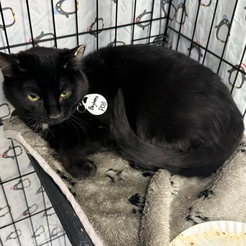 An adult medium-sized female Black Domestic Short Hair cat named Bagheera for adoption in Normal, IL