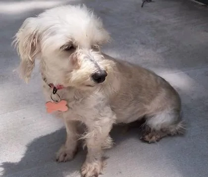 An adult small-sized female Coton de Tulear dog named Bonnabelle for adoption in Kansas City, MO