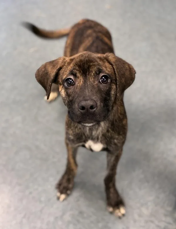 A baby medium-sized female Plott Hound dog named Witch Hazel for adoption in Richmond, VA