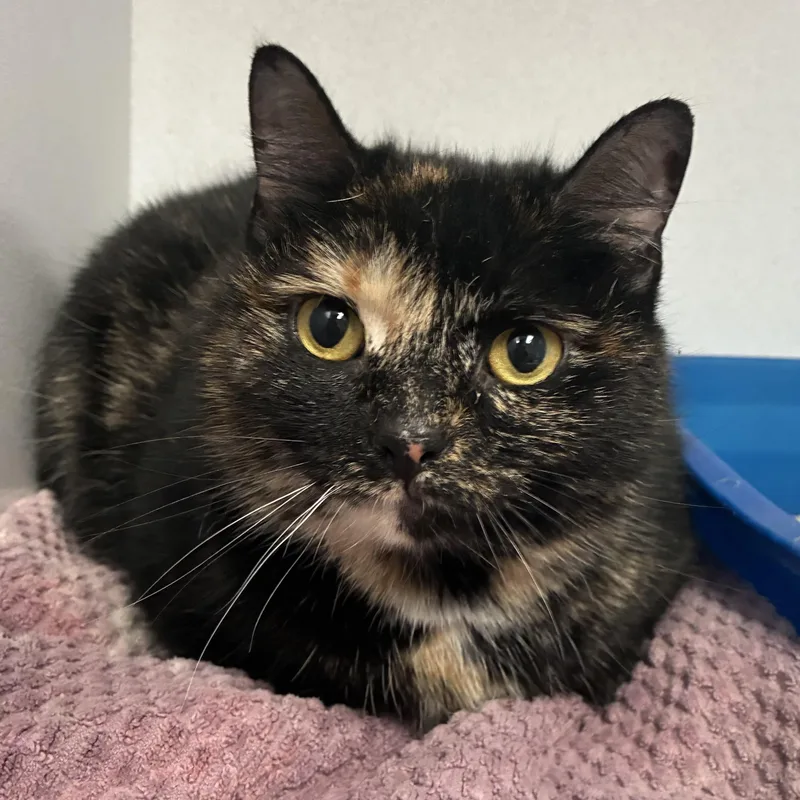 An adult medium-sized female Tortoiseshell Domestic Short Hair cat named Fortune for adoption in Breinigsville, PA
