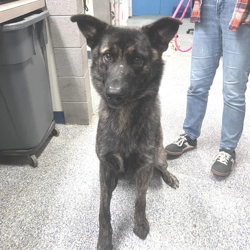 A young large-sized male Black Dutch Shepherd dog named Dutch for adoption in Port Townsend, WA