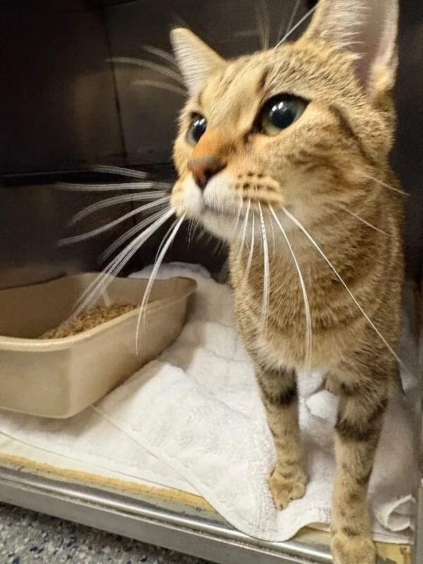 An adult medium-sized female Tabby (Brown / Chocolate) Domestic Short Hair cat named Mom for adoption in Burgaw, NC