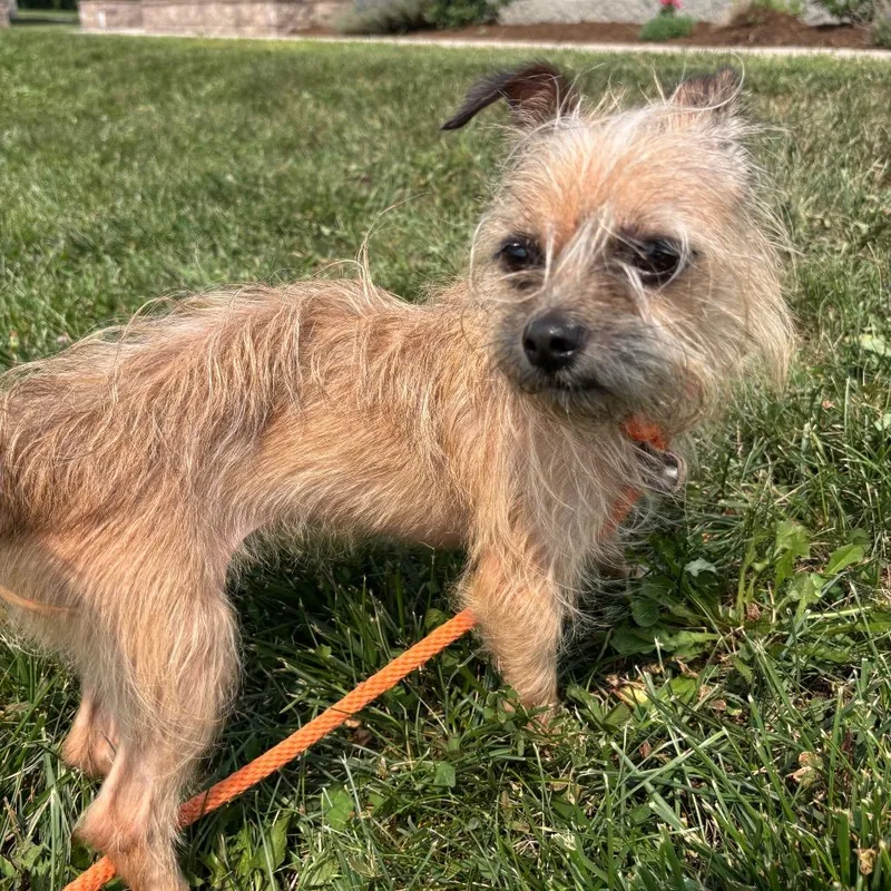 An adult small-sized female Yellow / Tan / Blond / Fawn Mixed Breed dog named Precious for adoption in York, PA