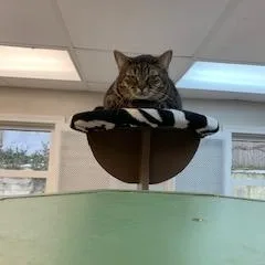 Virginnia  Purrmanent Resident thumbnail 2