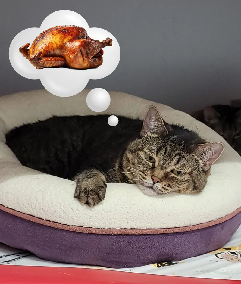 Virginnia  Purrmanent Resident thumbnail 4