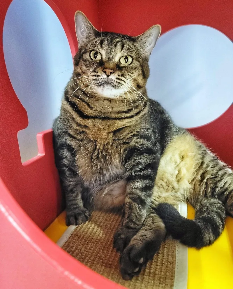 Virginnia  Purrmanent Resident thumbnail 5