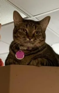 Virginnia  Purrmanent Resident thumbnail 6