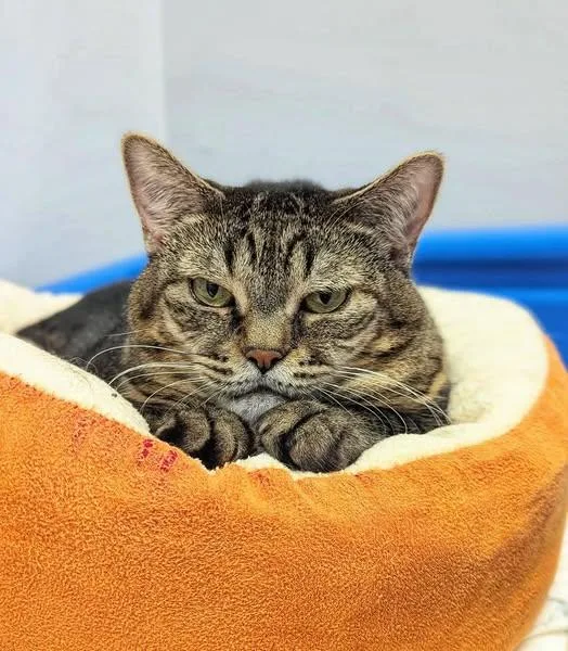 Virginnia  Purrmanent Resident