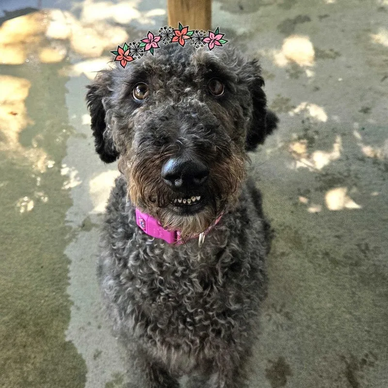 An adult medium-sized female Gray / Blue / Silver Standard Poodle dog named Roan for adoption in Louisville, KY