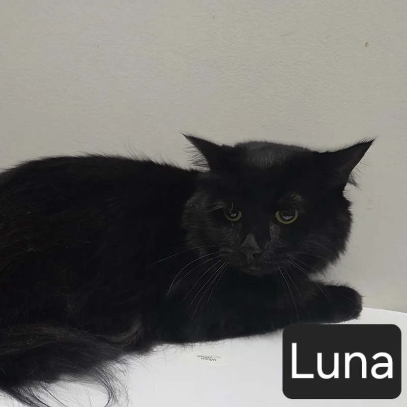 Luna