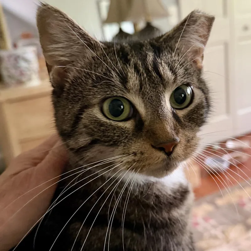 A young small-sized female Brown / Chocolate Domestic Short Hair cat named Daisy May for adoption in Reisterstown, MD