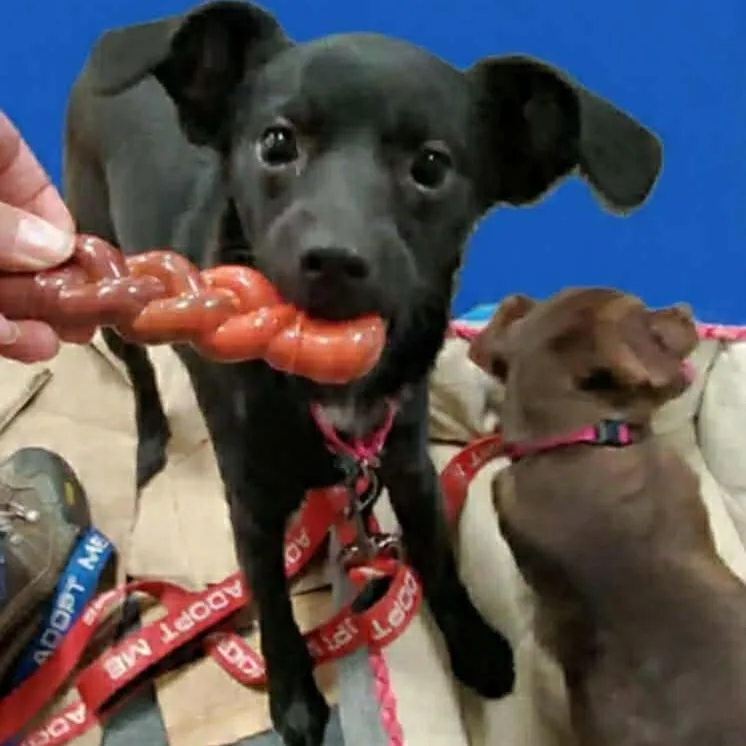 Joela Susette thumbnail 3