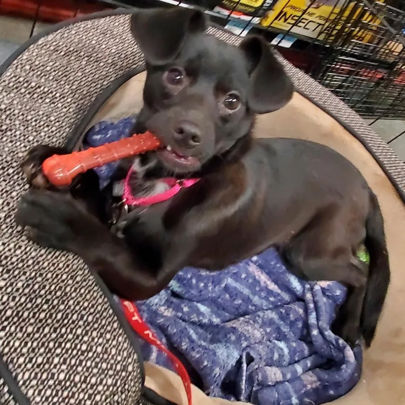 Joela Susette thumbnail 4