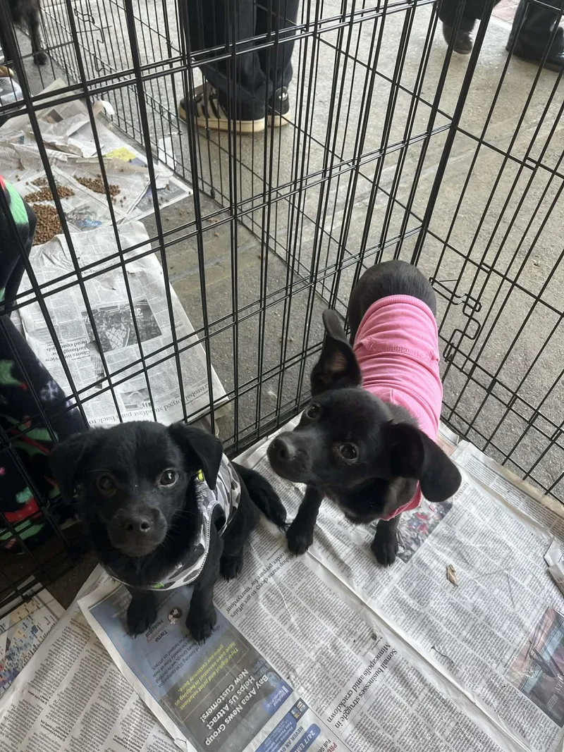 Joela Susette thumbnail 5