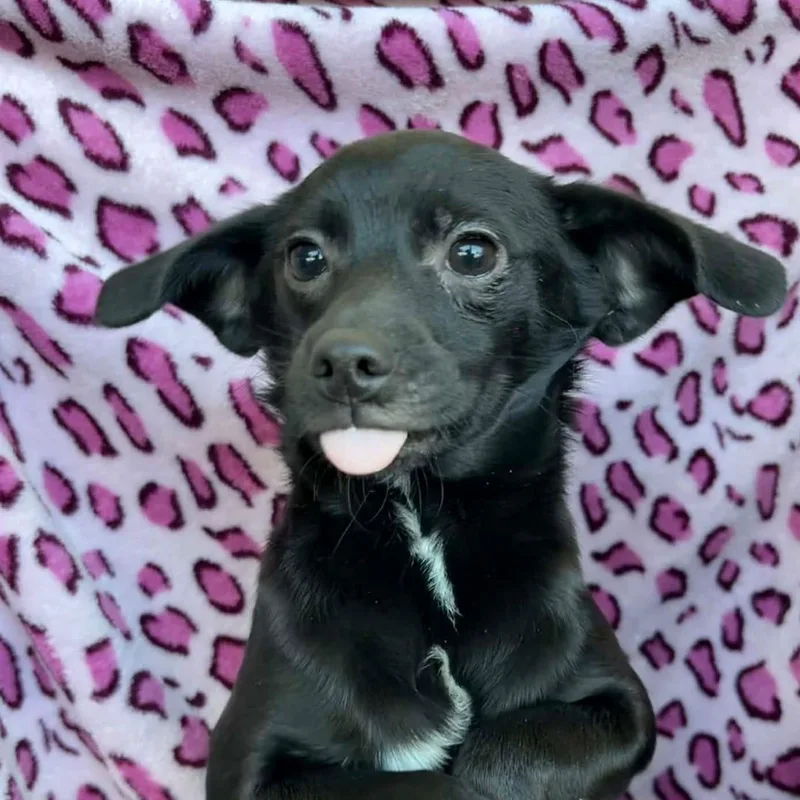 Joela Susette thumbnail 6