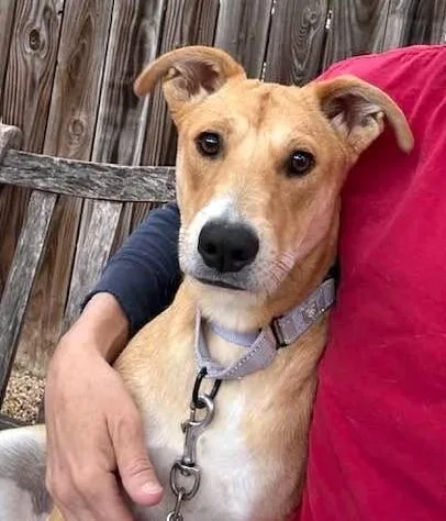 A young medium-sized female Hound dog named Kona for adoption in Washington, DC