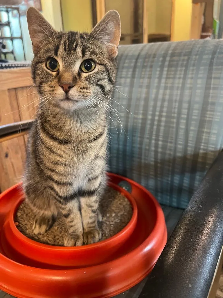 A baby medium-sized male Domestic Short Hair cat named Archer for adoption in Rice Lake, WI