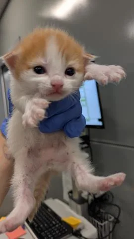 A baby small-sized male Domestic Short Hair cat named Scallop for adoption in San Martin, CA