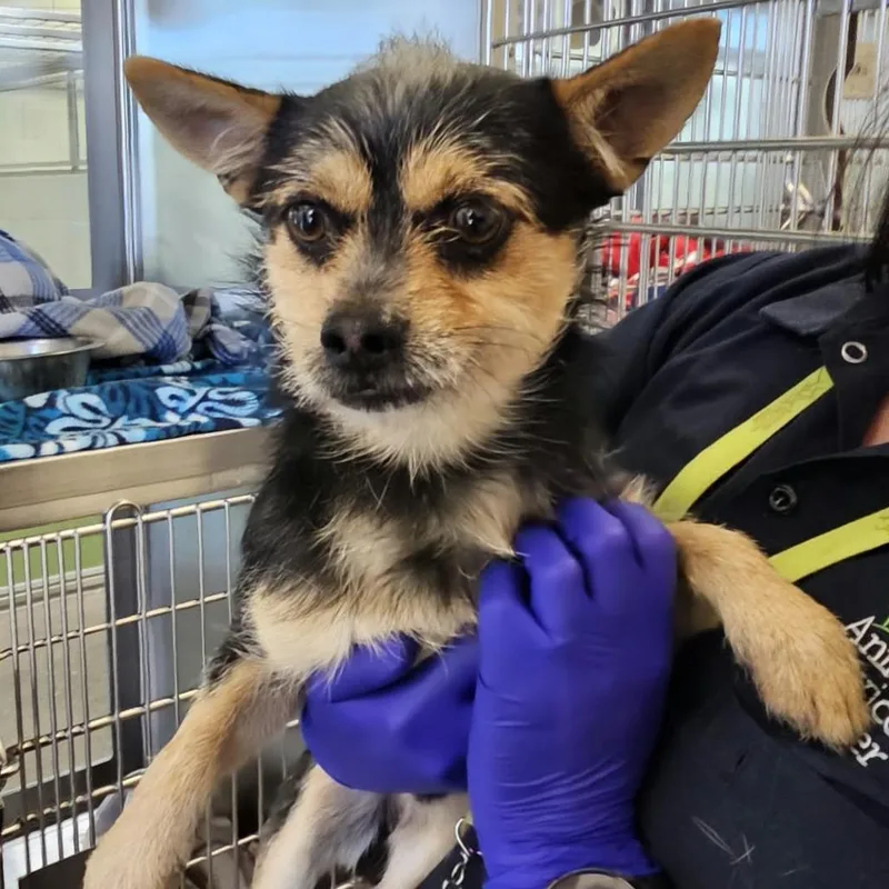 An adult small-sized male Black Mixed Breed dog named Winston for adoption in Las Cruces, NM