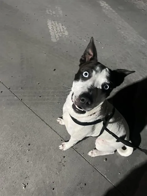 A young medium-sized female Pit Bull Terrier dog named Lizzie for adoption in Corpus Christi, TX