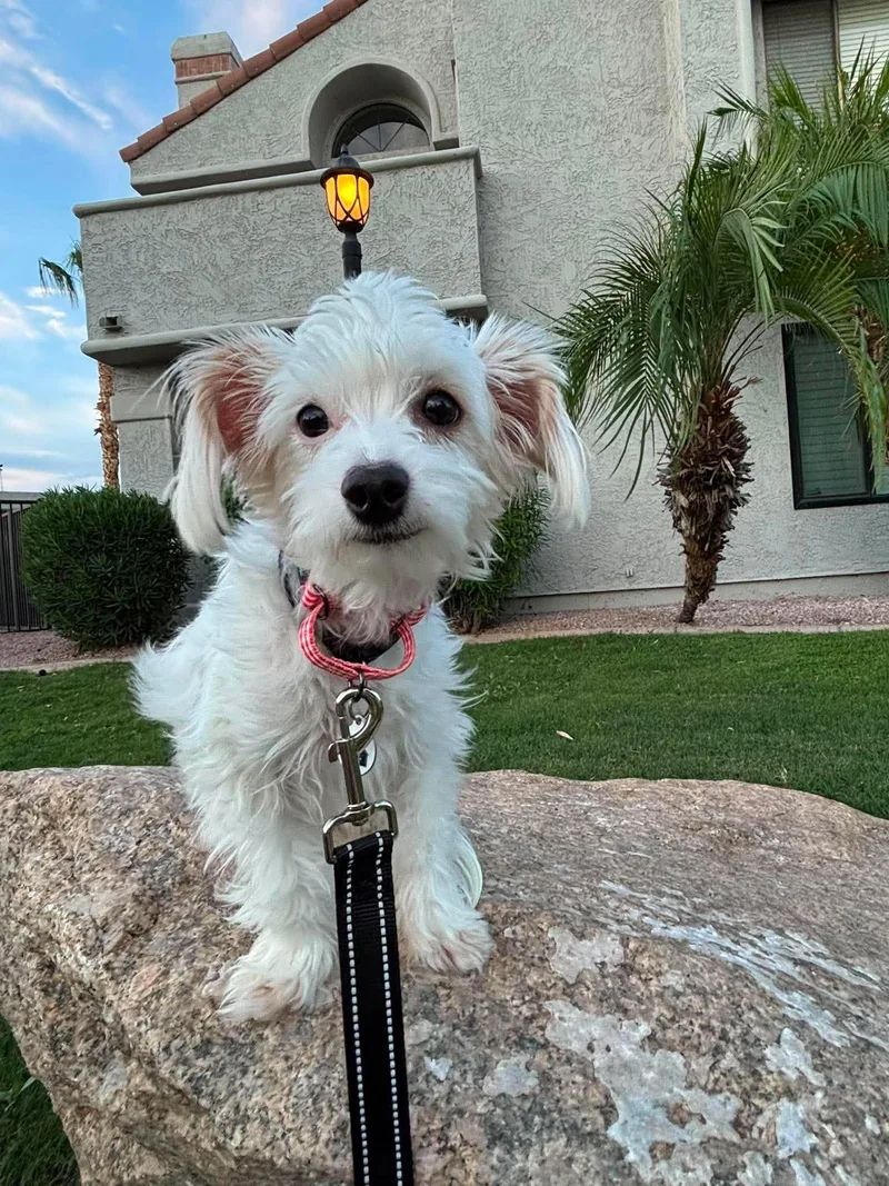 A young small-sized female White / Cream Lhasa Apso dog named Ceres for adoption in Phoenix, AZ