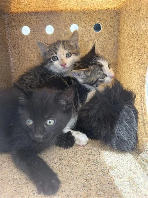 A baby small-sized female Domestic Short Hair cat named Sausage for adoption in West Valley City, UT