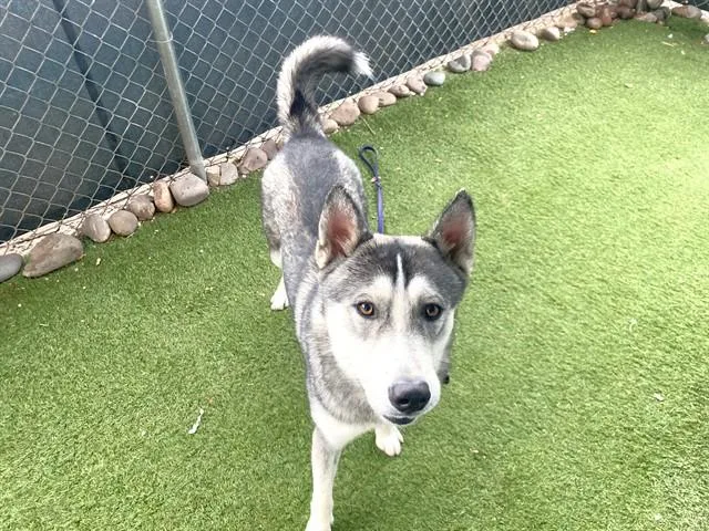 A young large-sized male Siberian Husky dog named Soy Sauce for adoption in Phoenix, AZ