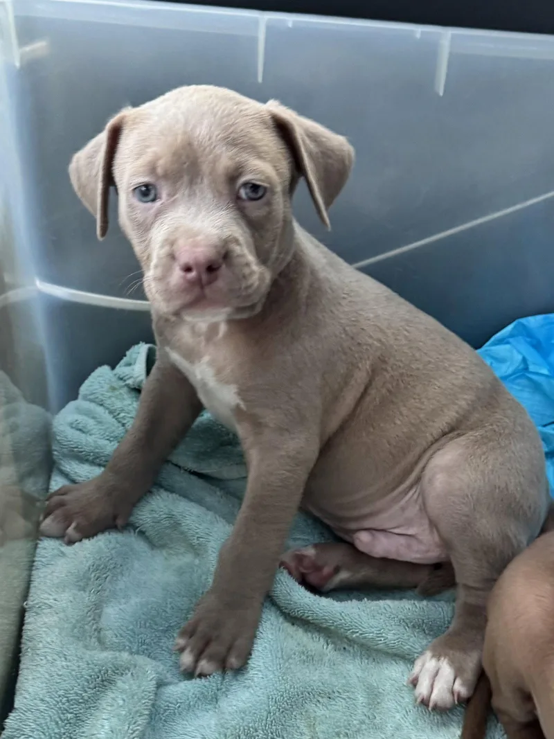 A baby medium-sized male Hound dog named Reed  Fh for adoption in Sanford, FL