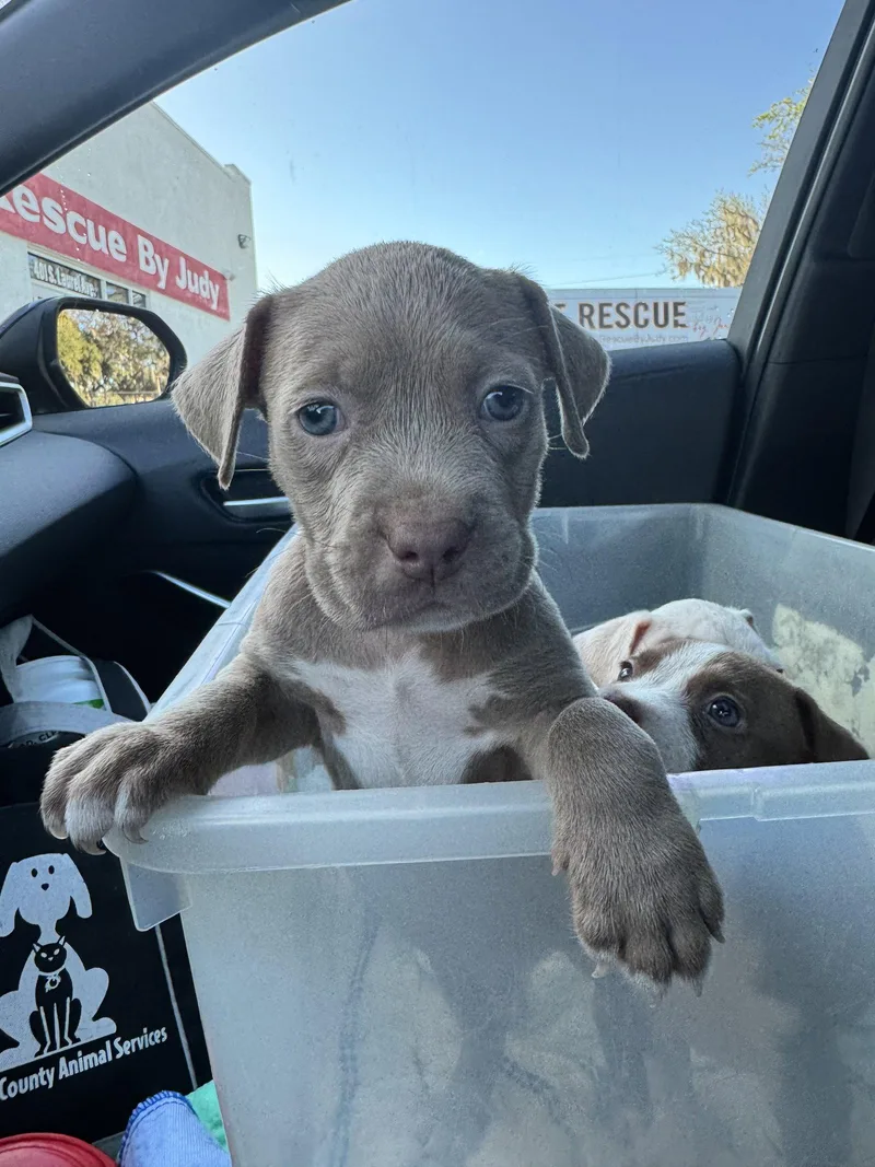 Reed  Fh thumbnail 2