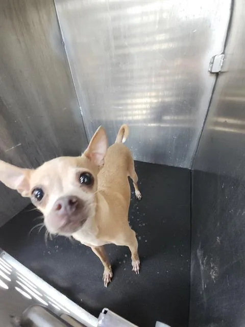 A young small-sized female Chihuahua dog named Tulip for adoption in San Antonio, TX