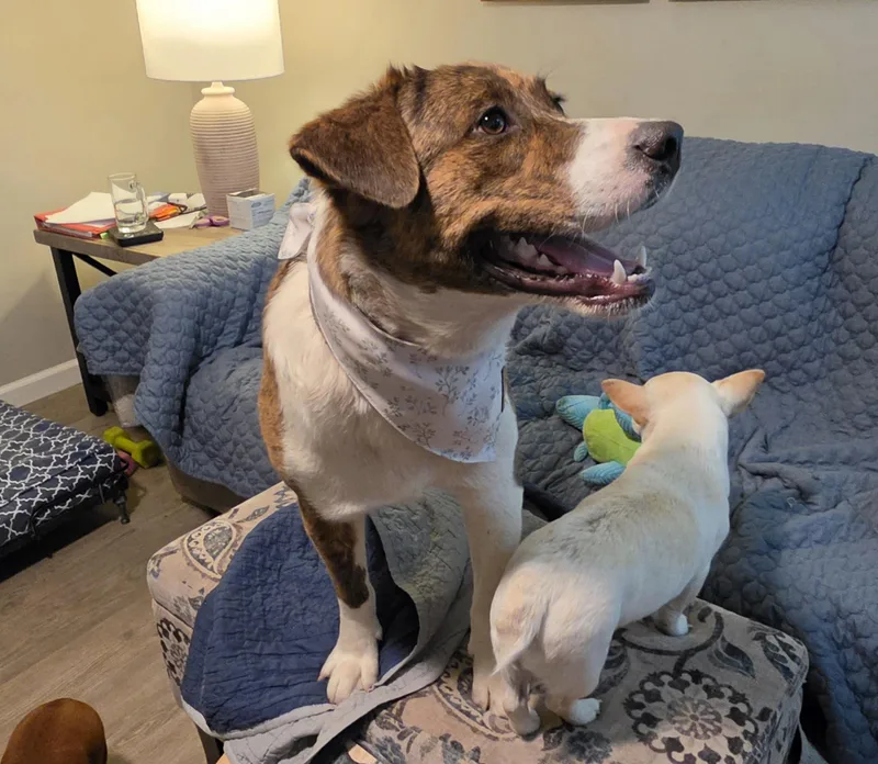 A young medium-sized male Brindle Boxer dog named Tate for adoption in Medfield, MA