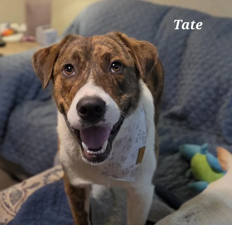 Tate thumbnail 2