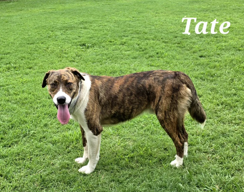 Tate thumbnail 3