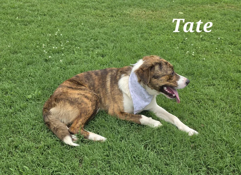 Tate thumbnail 5