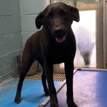 A young medium-sized female Labrador Retriever dog named Juniper for adoption in Danbury, CT
