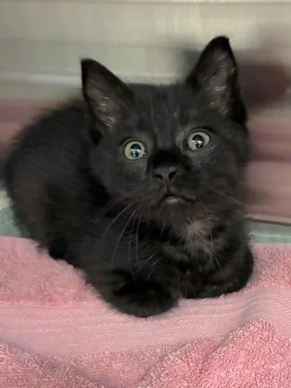 A baby small-sized male Domestic Short Hair cat named Piston for adoption in Mason, MI