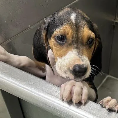 A baby small-sized female Brown / Chocolate Beagle dog named Piper for adoption in Lyndhurst, VA