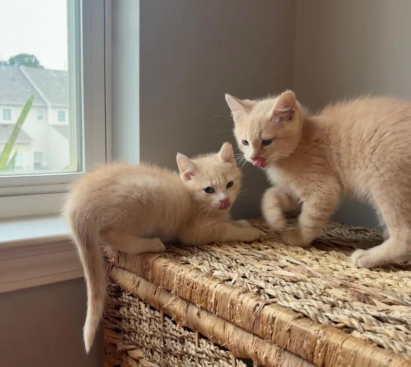 Peaches