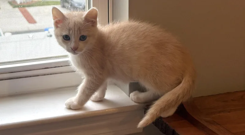 Peaches thumbnail 2